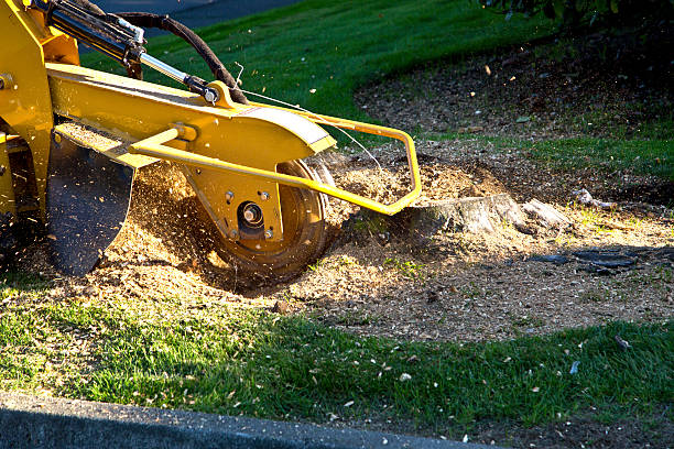 How Our Tree Care Process Works  in  Independence, WI